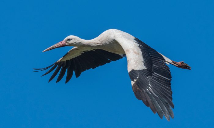 Chaque année, une cigogne parcourt 13.000 km pour retrouver sa bien-aimée handicapée