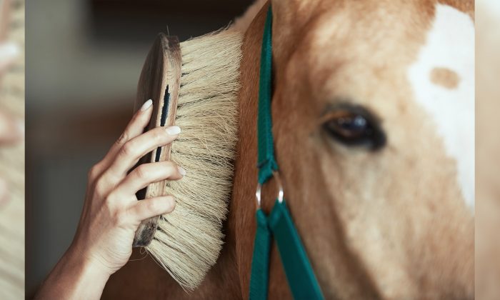 Un poulain ayant une tache de naissance majestueuse, ressemblant à la silhouette d&rsquo;un cheval, attire l&rsquo;attention du monde entier