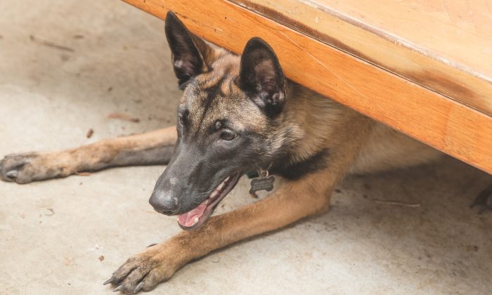 Un chien tremble de peur au refuge après avoir été abandonné par sa famille qui attendait un bébé