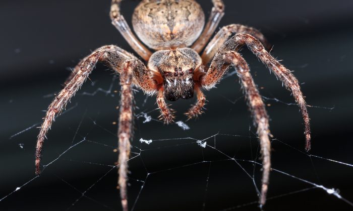 Un Australien filme une araignée géante transportant une souris morte sur la porte de son réfrigérateur