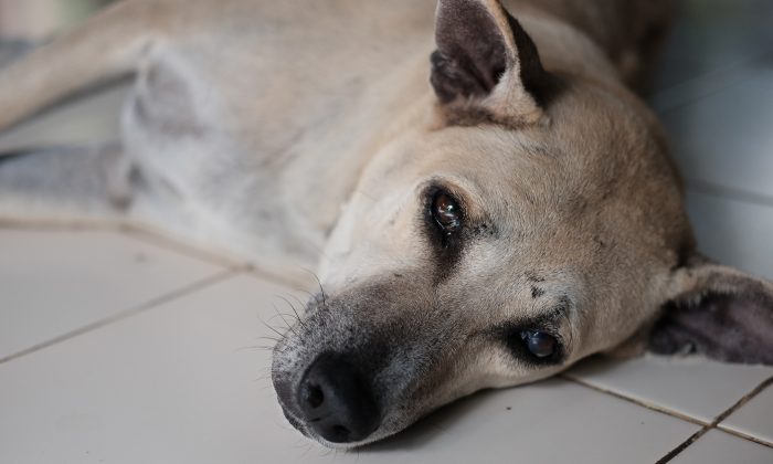 Une chienne atteinte du cancer était attachée dans un sac avec ses chiots, abandonnés à leur sort, jusqu&rsquo;à ce qu&rsquo;un couple bienveillant se présente
