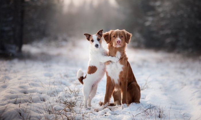 Voici l&rsquo;histoire de 2 chiens inséparables dont la photo est devenue virale