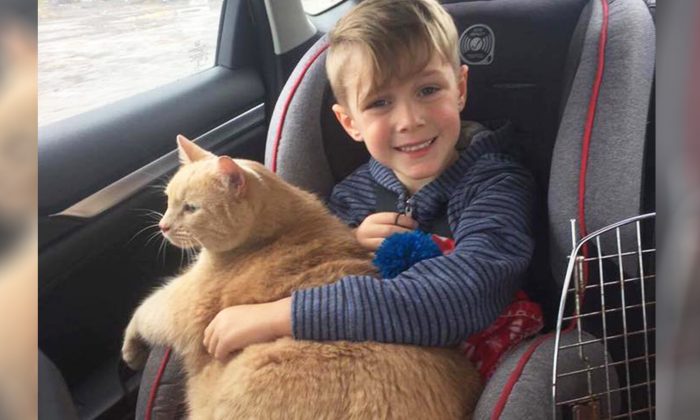 Une maman demande à son fils d&rsquo;adopter n&rsquo;importe quel animal du refuge, alors il choisit un énorme chat roux âgé