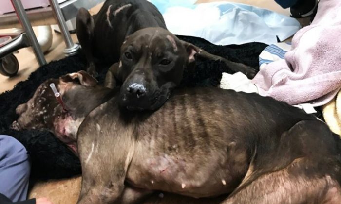 Abandonnée dans le parc par des organisateurs de combats de chiens, une femelle pitbull se couche sur sa compagne mourante pour lui tenir chaud