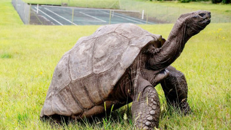 Cette tortue de 187 ans est l&rsquo;animal terrestre le plus vieux du monde