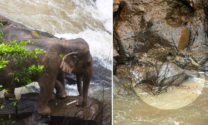 11 éléphants plongent tragiquement et trouvent la mort en essayant de sauver leur petit tombé dans une chute d&rsquo;eau en Thaïlande