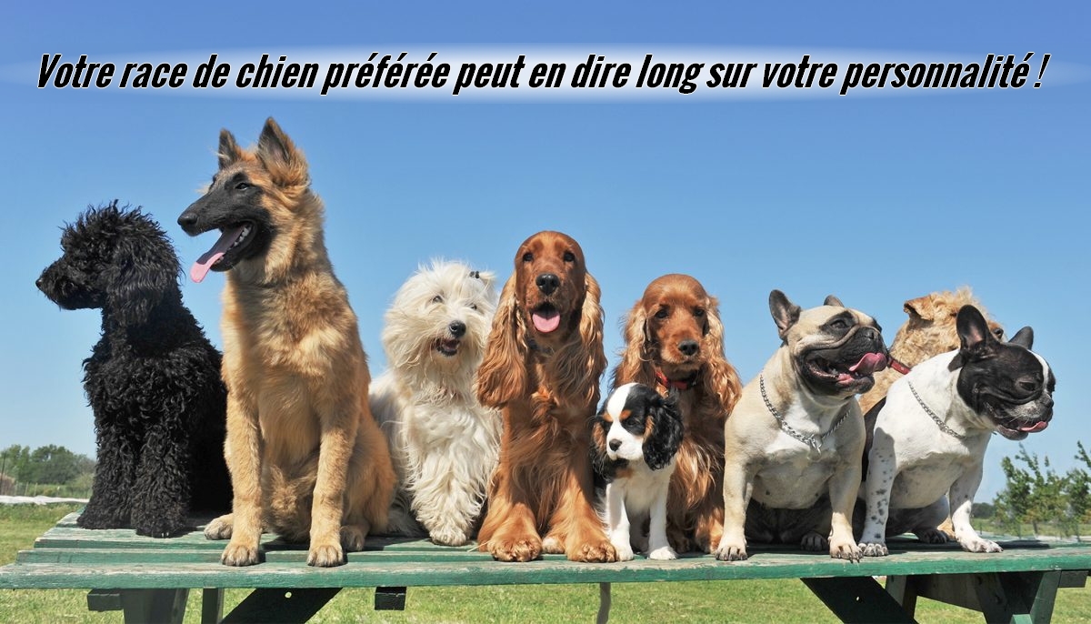 La race de chien que vous choisissez peut révéler votre véritable personnalité: jetons un coup de «museau» sur ce que ça dit sur vous!