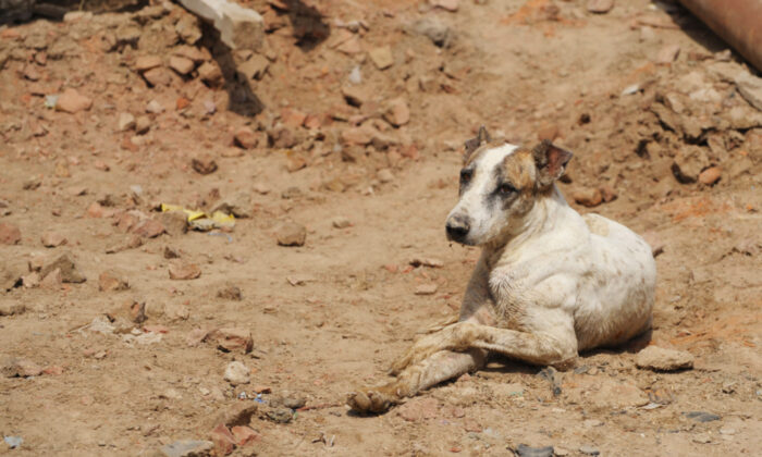Une chienne errante dont deux pattes ont été écrasées par un train est secourue et devient « ambassadrice internationale des animaux »