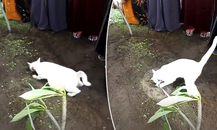 Un chat fait son apparition pendant les funérailles d&rsquo;un homme et agit bizarrement, c&rsquo;est alors que le petit-fils commence à filmer