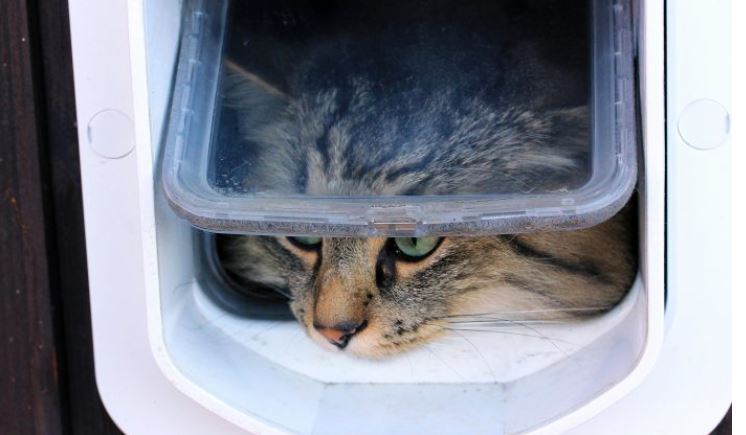 Un homme passe 1 heure et demie à construire une chatière, mais la façon dont son chat entre est hilarante