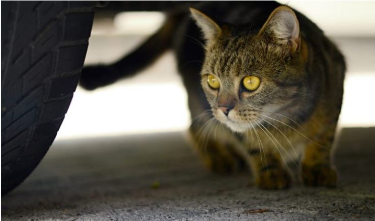Un chat sauve un garçon de 5 ans, en sautant sur les brutes qui l&rsquo;avaient poussé à terre
