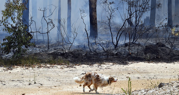 Des chiens spécialement dressés aident à sauver les koalas des incendies en Australie
