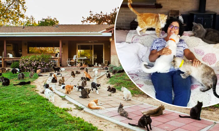 Une Californienne « amoureuse des chats » partage sa maison avec 1.100 félins abandonnés et leur trouve de nouveaux foyers