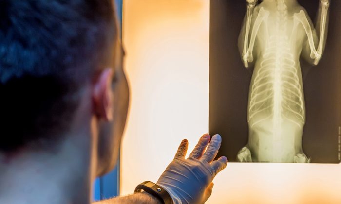 Un propriétaire pense que son chien est couvert de piqûres d&rsquo;insectes, mais son vétérinaire appelle la police après l&rsquo;avoir vu