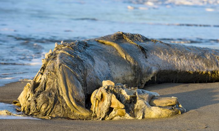 Une bête marine «poilue», qui ressemble à la créature tirée de l&rsquo;«Histoire sans fin», s&rsquo;est échouée sur une plage