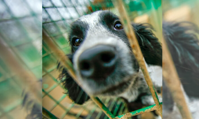 Vidéo : Une chienne solitaire est si soulagée d&rsquo;être sauvée qu&rsquo;elle s&rsquo;endort dans les bras d&rsquo;une secouriste