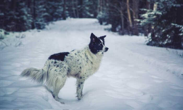 Un chien fidèle âgé, sourd et malvoyant, sauve une fillette de 3 ans disparue et reçoit le titre de « chien policier honoraire »