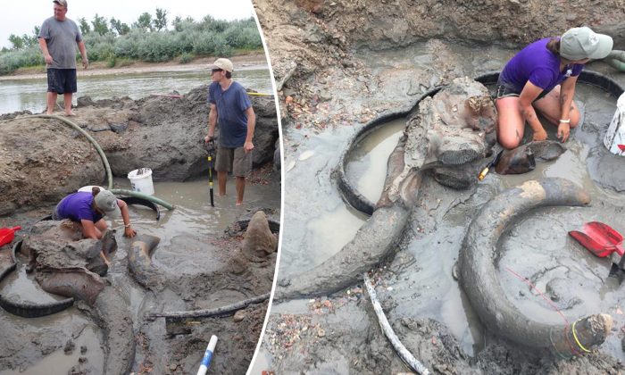 Un éleveur découvre un colossal mammouth colombien dans sa propriété, il pourrait avoir 20.000 ans