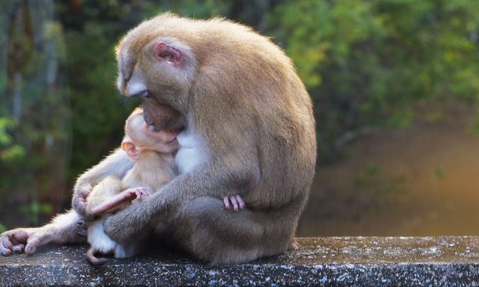 Un singe en deuil berce son bébé « inanimé », quelques instants plus tard, un miracle se produit