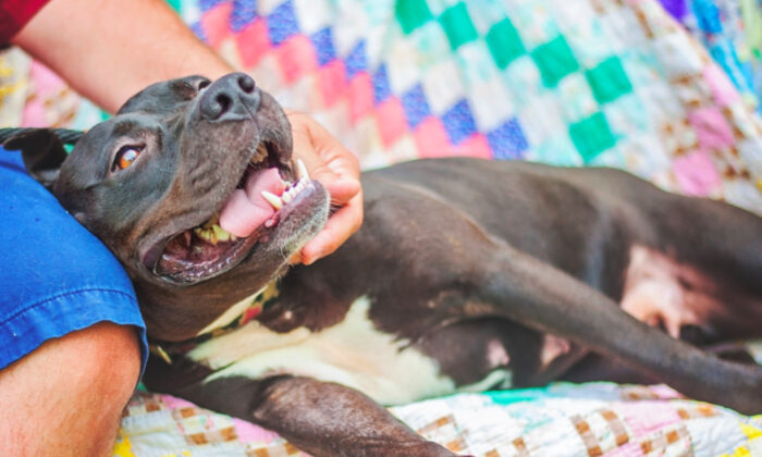 Une femme âgée et frêle est terrifiée par le pitbull du voisin – jusqu&rsquo;à ce que le «méchant chien» lui sauve la vie