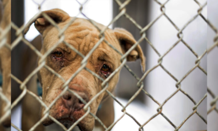 Un pitbull âgé secouru que personne ne voulait trouve enfin un foyer pour Noël