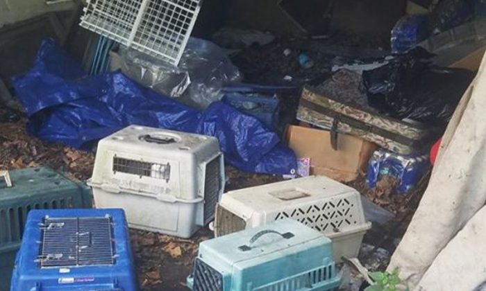 Un employé du gaz soulève une bâche dans une maison abandonnée et sauve 9 chats mis en cage dans 5 caisses