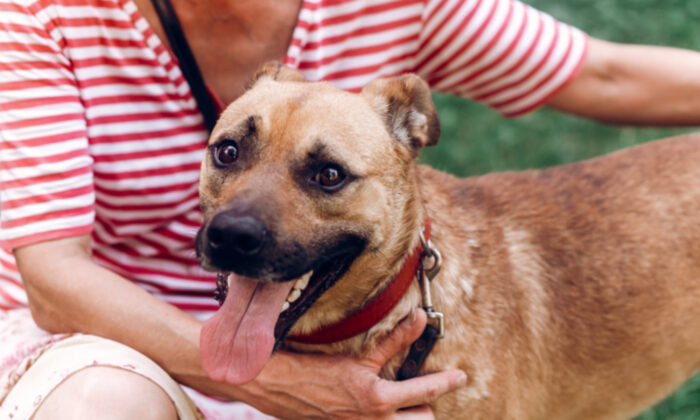 Un couple qui attend un enfant adopte un chien âgé ayant une santé déclinante, mais il s’accroche à la vie jusqu’à la fin pour rencontrer leur nouveau-né