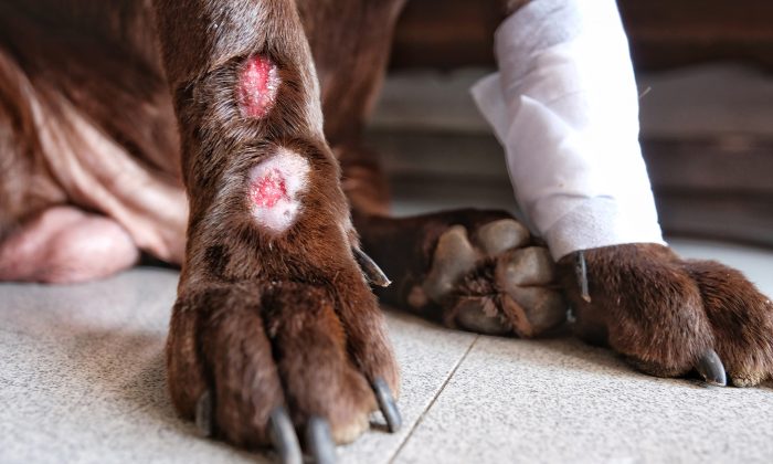 27 chiens de combat blessés étaient gardés dans l&rsquo;arrière-cour d&rsquo;un homme – ce dernier pourrait être condamné à une peine de prison de 135 ans