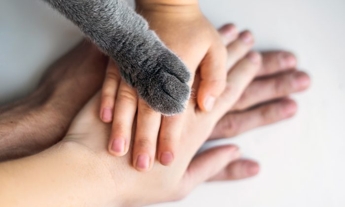 La photo virale d&rsquo;un chat moribond tenant « la main de son maître » lors de son dernier voyage chez le vétérinaire brise les cœurs des internautes