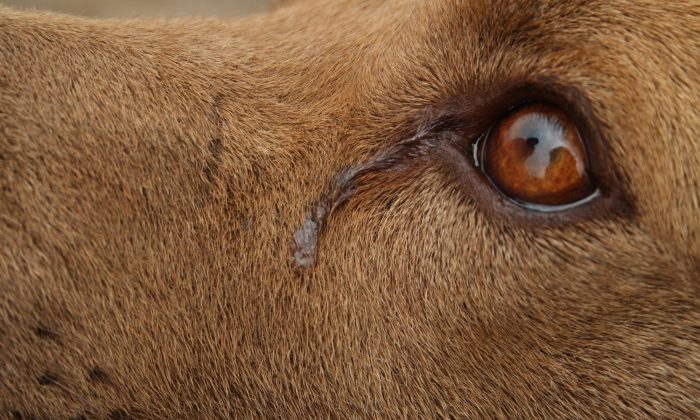 Un chien «pleure» tous les soirs en attendant d&rsquo;être enfin adopté, le refuge partage sa triste photo comme dernier espoir