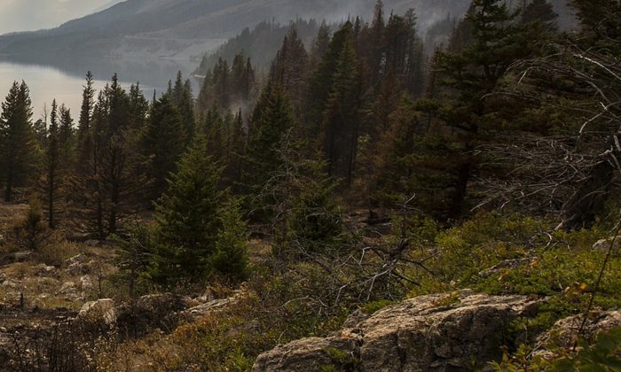 Un photographe en visite sur une petite île déserte découvre un chien affamé qui changera sa vie