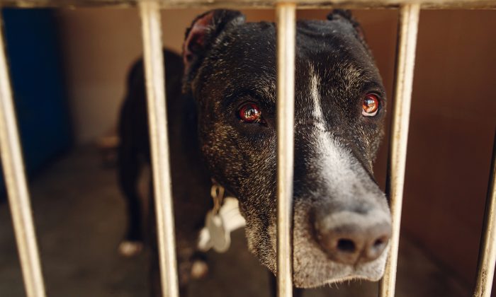 Un pitbull verse des larmes après qu&rsquo;il réalise que ses propriétaires l&rsquo;ont déposé dans un refuge