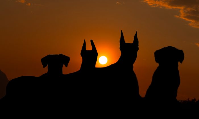 En route pour aller au parc, un homme demande à ses 4 chiens « où allons-nous ? », leur réponse épique est hilarante