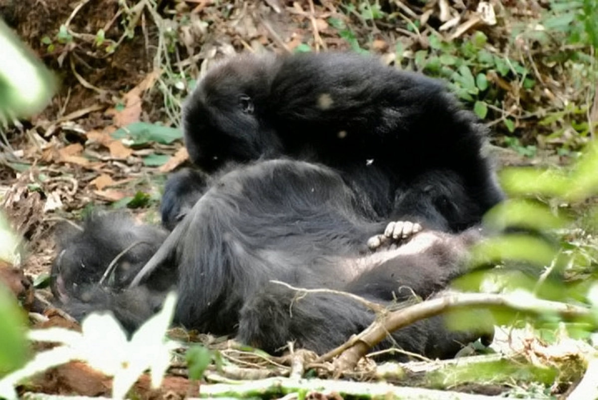 Les gorilles pleurent leurs morts et leur font des funérailles tout comme les humains