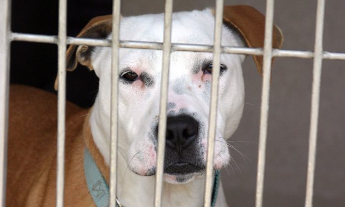 Des policiers avaient besoin de chiens policiers, alors ils ont adopté des pitbulls trouvés dans des refuges