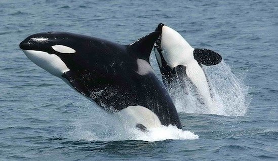 Des orques vues « pour la première fois » dans le détroit de Messine en Italie