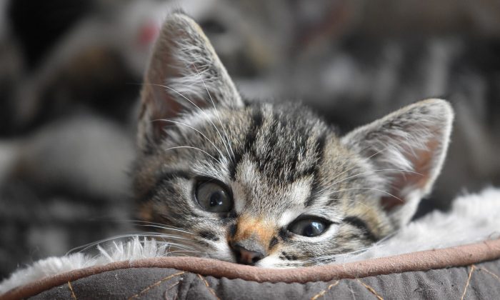 Un chaton perdu émerveille ses sauveteurs lorsqu&rsquo;il commence à changer de couleur