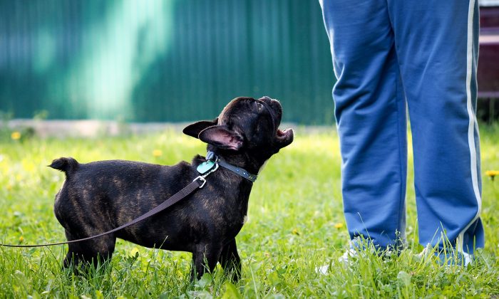 Une adolescente irritée par un chiot « bruyant » lui ficelle le museau pendant plusieurs jours pour le garder tranquille