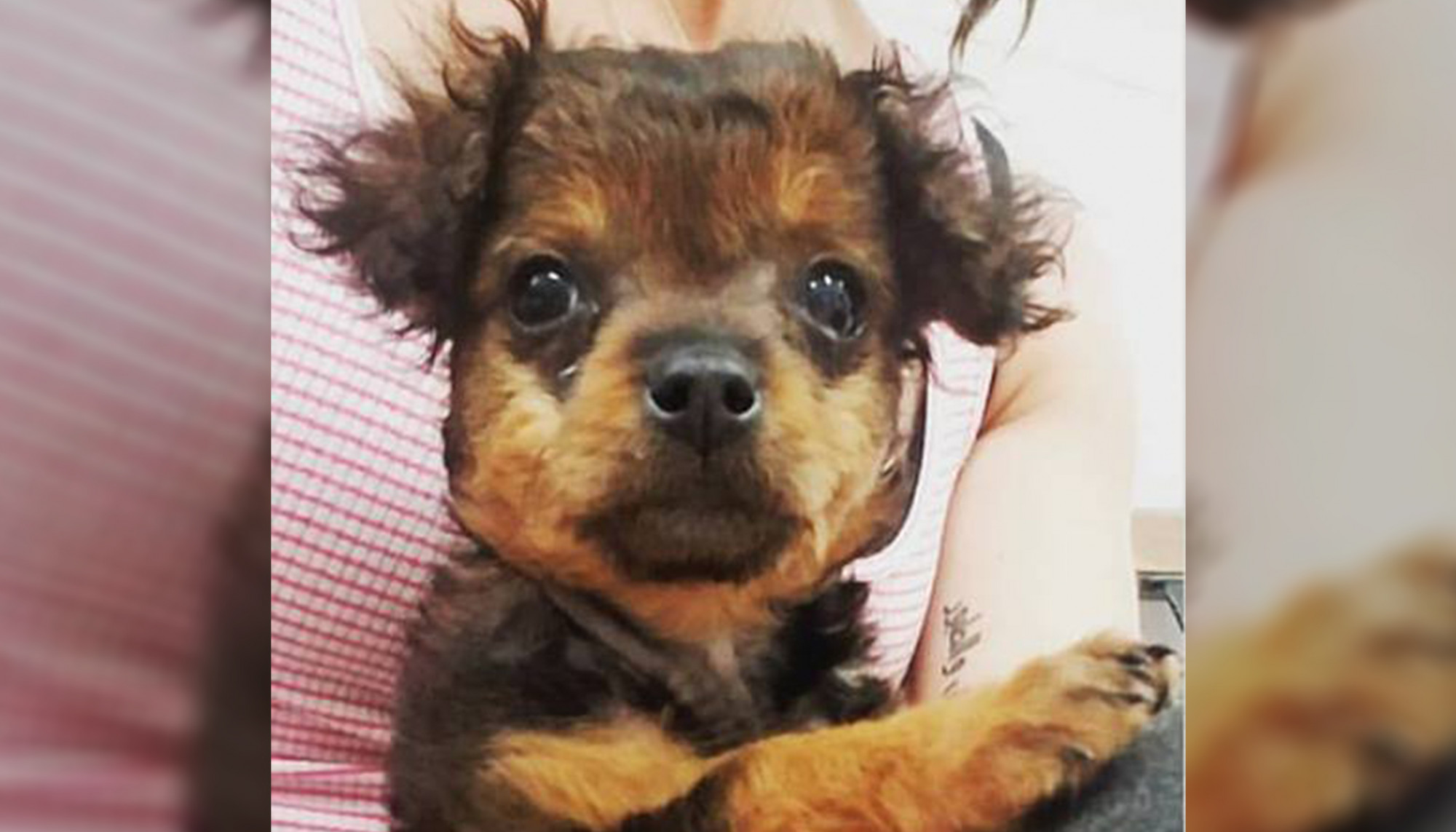 Une famille abandonne un chiot « paralysé » pour le faire euthanasier. Mais, quelques heures plus tard, le vétérinaire voit un miracle