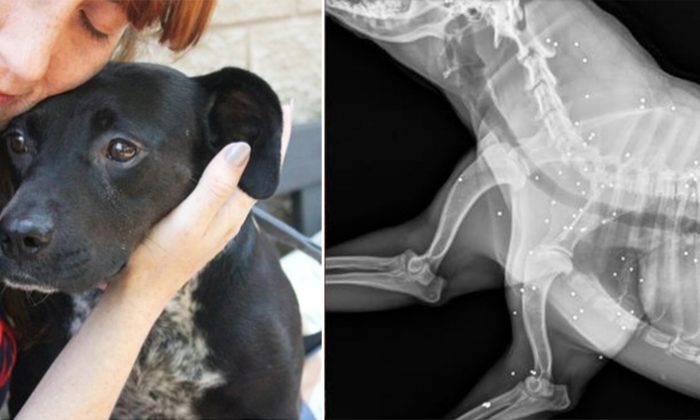 Une chienne timide se fait examiner aux rayons X, puis les vétérinaires trouvent la vérité la plus triste sur son passé