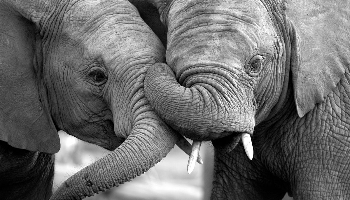 Des retrouvailles émouvantes entre 2 éléphantes de cirque estropiées et séparées pendant 22 ans