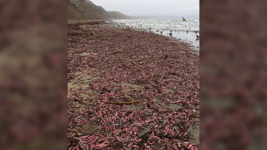 Des milliers d&rsquo;énormes vers marins qui se tortillaient ont échoué sur une plage californienne