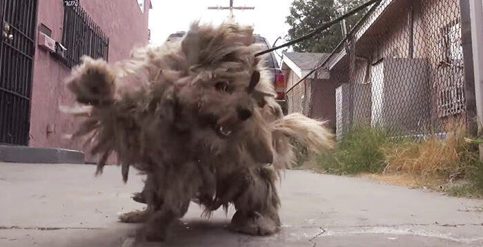 Un chien errant avec une fourrure emmêlée pesant 1,4 kg change de vie et d&rsquo;apparence après son sauvetage