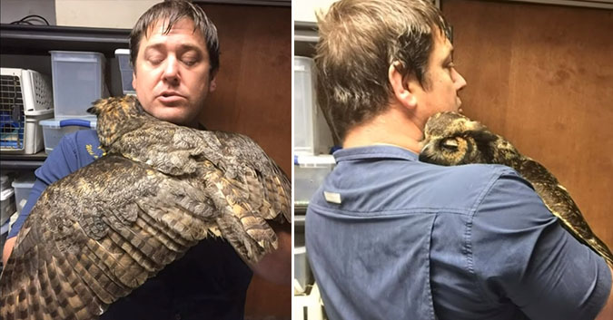 Un homme retrouve un hibou grand-duc après l&rsquo;avoir sauvé – il reçoit un gros câlin à son retour