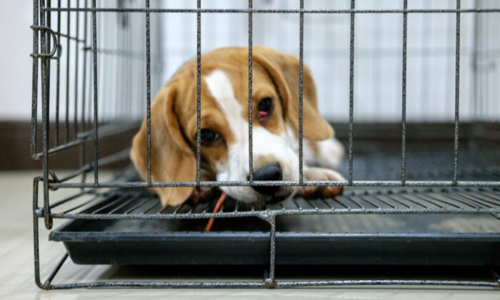 Une photo du «chemin de la liberté» d&rsquo;un Beagle sauvé de l&rsquo;euthanasie devient virale