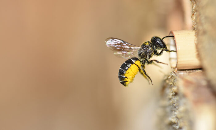 En Suède, McDonald&rsquo;s installe des «hôtels» pour abeilles dans ses panneaux d&rsquo;affichage pour aider leur population en déclin