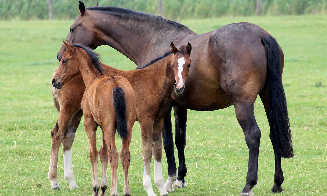 Attaques d’équidés en Seine-Maritime : un cheval tué, quatre blessés