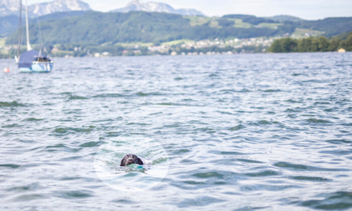 «Ça a été très émouvant»: Un chien attaché à une roche et jeté dans une rivière gelée est sauvé par un inconnu héroïque