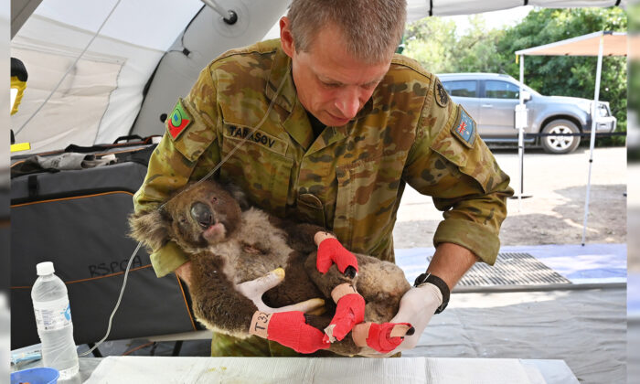 Déploiement de l&rsquo;armée australienne pour aider des koalas en voie de disparition dans un parc animalier