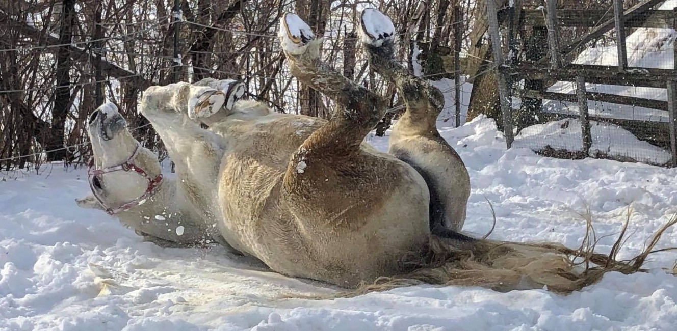 Après l&rsquo;interdiction de calèches à Montréal, deux chevaux de calèche prennent leur retraite loin du bitume de la ville